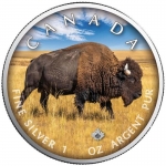 1 Oz Silber Maple Leaf Farbe 2021 On the Trails of Wildlife (3) - Bison Kanada