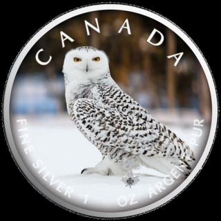 1 oz Silver Canadian Maple Leaf 2021  On the Trails of Wildlife (4) - Snowy Owl Canada