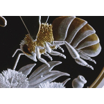 1 Unze Silber Niue 2022 Proof Gilded - Honigbiene - Honey Bee - 200 Jahre Australische Honigbiene