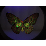 2 oz silber Gussbarren - SCHMETTERLING/Butterfly - UV-Effekt + GLOW-in-the-DARK - Handgegossener Barren - Handmade - EINZELSTÜCK