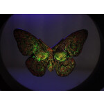 2 oz silber Gussbarren - SCHMETTERLING - UV-Effekt + GLOW-in-the-DARK - Handgegossener Barren - Handmade - EINZELSTÜCK