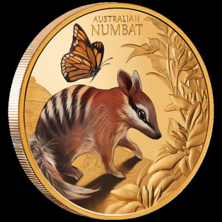 1 oz Gold Niue 2025 Proof - BABY NUMBAT - Ameisenbeutler - Cute & Cuddly serie - Babytiere Australiens 2. Münze - Color 100 NZD