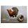 AURINUM*TOP*ANGEBOT** 1 oz Wedge Tailed Eagle 2025 Color Australien Coin Card - Keilschwanzadler - 1 AUD BU - Erste Colorversion Coin Card des WT Eagle in Europa !