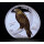 1 oz Niue 2025 Proof - WEDGE TAILED EAGLE / Keilschwanzadler  - Birds of Australia serie - Silber Color 2 NZ$
