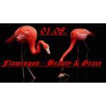 1 oz Niue 2025 Proof ROSEGOLD - FLAMINGOS - Beauty &...