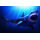NEU* 1 oz Kongo 2025 GILDED - MEGALODON - KILLER SHARK / Der Killerhai aus der Tiefe des Meeres - Serie Prehistoric Life (17) - Silber 20 Frs