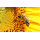 5 oz Niue 2025 Black Proof Gilded - HONIGBIENE / HONEY BEE - SilberEdition 10 $