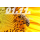 5 oz Niue 2025 Black Proof Gilded - HONIGBIENE / HONEY BEE - SilberEdition 10 $