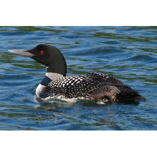 1 oz Niue 2025 Proof - Der EISTAUCHER /  GREAT NORTHERN DIVER - Liebe ist Wunderbar - Love is Precious Serie Zirkon in Herzform - Silber Color 2 NZ$