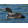 1 oz Niue 2025 Proof - Der EISTAUCHER /  GREAT NORTHERN DIVER - Liebe ist Wunderbar - Love is Precious Serie Zirkon in Herzform - Silber Color 2 NZ$