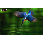 1 oz Niue 2025 Proof - Orientalischer ZwergEisVogel /Oriental Dwarf Kingfisher  - Silber Color 1 $ - nur wenige / Only a few