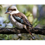 1 oz Australien KOOKABURRA 2026 - Perth Mint Kookaburraserie 1990 - 20xx - Silber BU 1 AU$