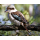 1 oz Australien KOOKABURRA 2026 - Perth Mint Kookaburraserie 1990 - 20xx - Silber BU 1 AU$