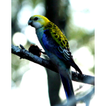 1 oz Niue 2026 Proof - Pale-Headed Rosella - John Gould...