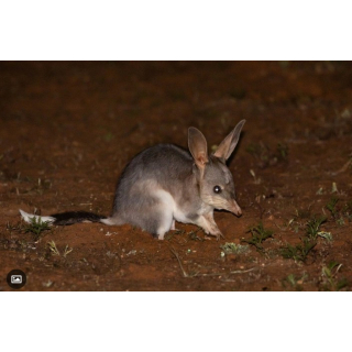1 oz Niue 2026 Black Proof - GREATER BILBY / Große Kaninchennasenbeutler - Australien bei Nacht Serie / Australia by Night - Black Proof Platinveredelt 1 $
