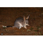 1 oz Niue 2026 Black Proof - GREATER BILBY / Große...