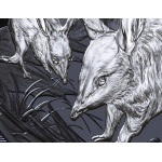 1 oz Niue 2026 Black Proof - GREATER BILBY / Große...