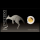 auf Lager 0,5 g Gold 2026 Proof - KÄNGURU / KANGAROO Coin Card - Australien 2 AU$