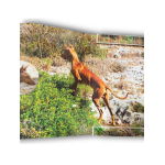 2 Euro Malta 2026 BU Coin Card - Pharaonenhund