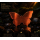 Neu* 5 oz ADVP Kupfer/Copper SHAPE Edition - Schmetterling Shiloutte - Kupferedition - Vorverkauf Presale