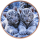 Neu* 5 x 1 oz Kupferedition - WEISSER TIGER & TIGERBABIES im Himalaya / White Tiger - Wächter des Himalayas - Tiermotive in der Natur (3) - DoppelFarbig Kupfer - VORVERKAUF - PRESALE ! - nur bei Aurinum !
