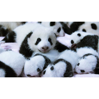 in Kürze** 30 g China PANDA 2027 BU - Silberpanda - 10 Yuan  - 2027er Motiv