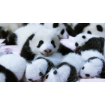 in Kürze** 30 g China PANDA 2027 BU - Silberpanda -...