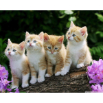 ab 28.10.** 1 oz Fiji 2026 Prooflike - CATS KATZEN...