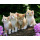 ab 28.10.** 1 oz Fiji 2026 Prooflike - CATS KATZEN Katzenfamilie - Silber Serie Katzen Ausgabe 5 - 50 cent