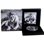 2 oz Tansania 2023 Black Proof - LÖWE / LION - Growing Up - 2 Prägerechniken : Black Proof + Proof Finish - Silber 1,500 Shillings