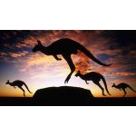 1 oz Niue 2026 Proof - BABY-KÄNGURU / BABY KANGAROO...