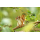 1 oz Niue 2026 Proof - Eichhörnchen / Squirrel - Silber Gilded 2 NZ$