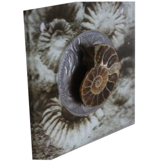 1 oz Burkina Faso 2016 - AMMONITE - World of Evolution - Silber Antik Metallic 1,000 Frs - 465 Millionen Jahre alter Ammonite