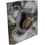 1 oz Burkina Faso 2016 - AMMONITE - World of Evolution -...