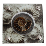 1 oz Burkina Faso 2016 - AMMONITE - World of Evolution -...