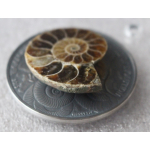 1 oz Burkina Faso 2016 - AMMONITE - World of Evolution - Silber Antik Metallic 1,000 Frs - 465 Millionen Jahre alter Ammonite