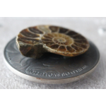 1 oz Burkina Faso 2016 - AMMONITE - World of Evolution - Silber Antik Metallic 1,000 Frs - 465 Millionen Jahre alter Ammonite